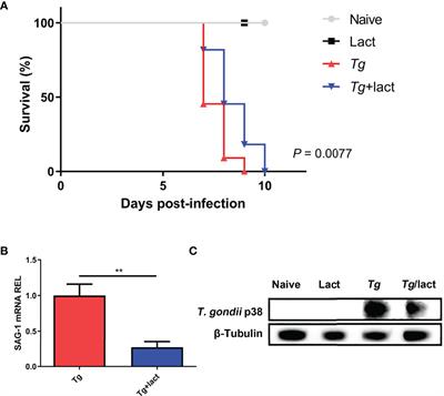 Blockage of Galectin-Receptor Interactions Attenuates Mouse Hepatic Pathology Induced by Toxoplasma gondii Infection